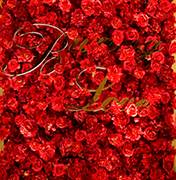 岳阳婚礼策划方案：红玫瑰