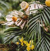 萊陽婚禮策劃方案：熱帶雨林