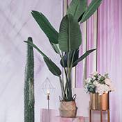 盂县婚礼策划方案：热带绿植